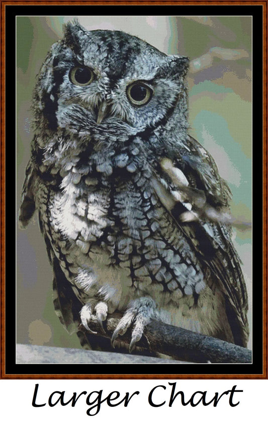 Eastern Screech Owl  