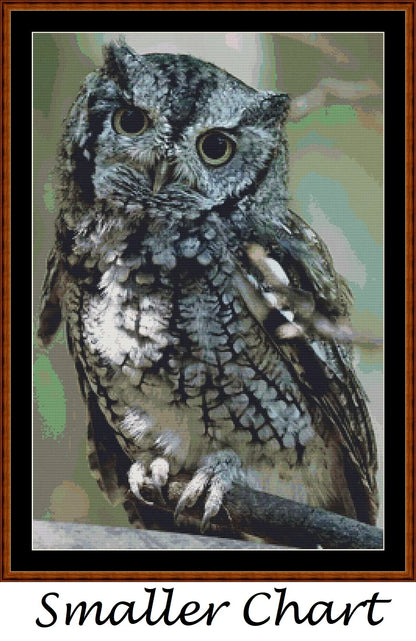 Eastern Screech Owl  