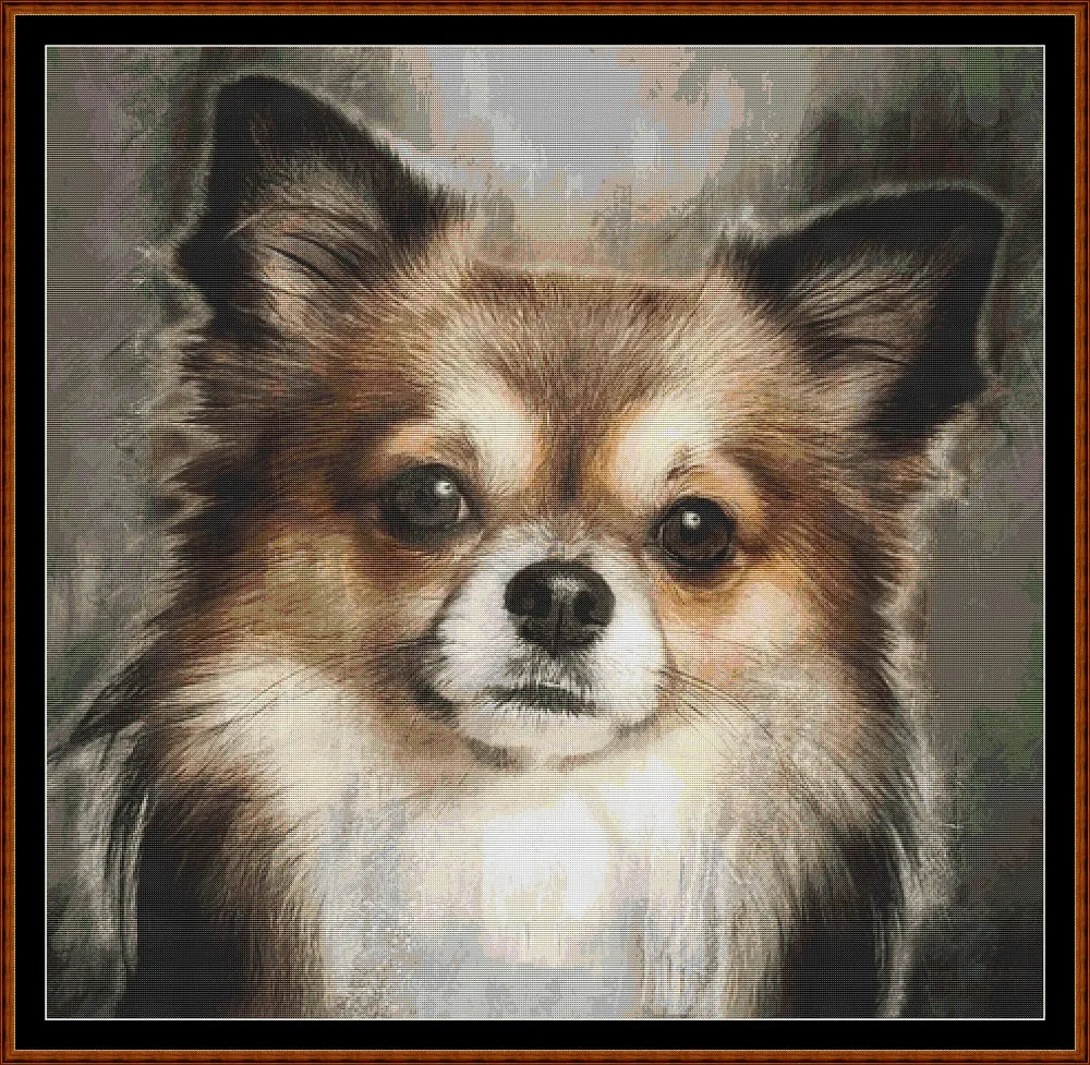 Chihuahua Portrait  
