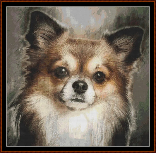 Chihuahua Portrait  