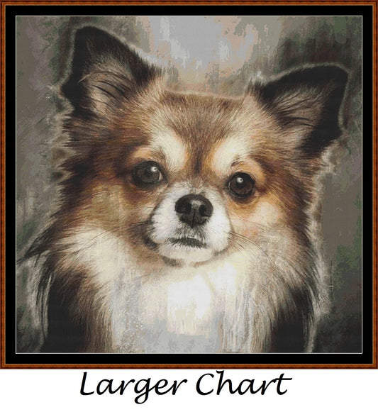 Chihuahua Portrait  
