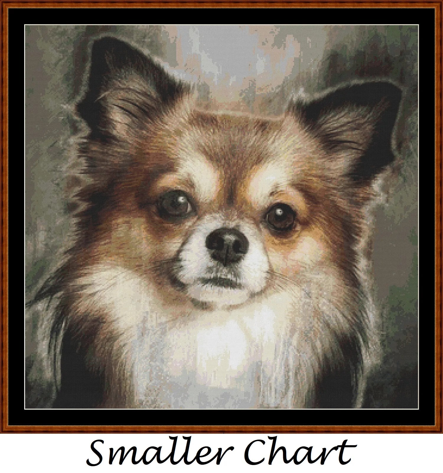 Chihuahua Portrait  