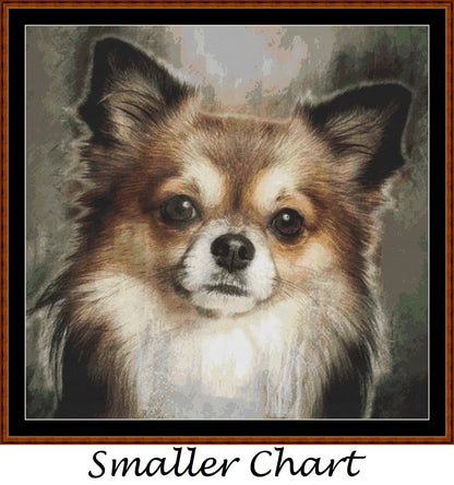 Chihuahua Portrait  
