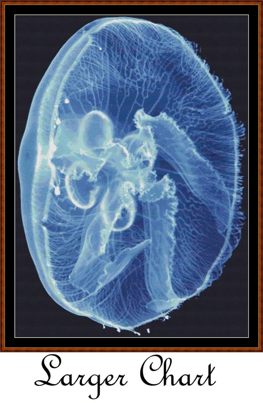 Jellyfish  