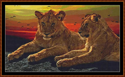 Sunset Lions  