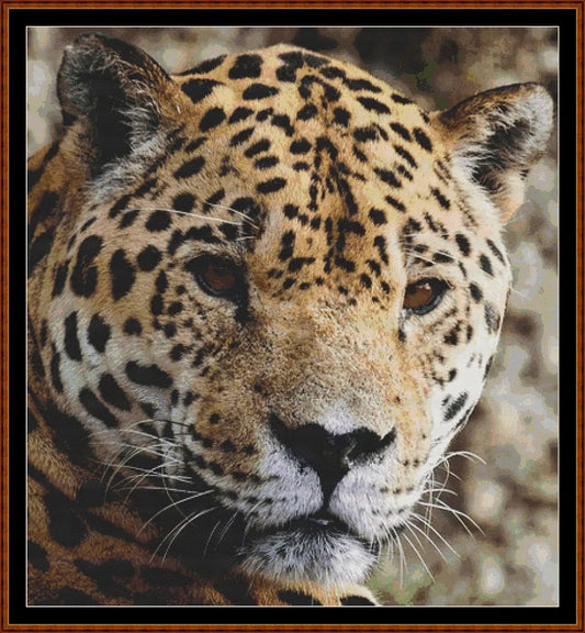 Wild Faces - Jaguar