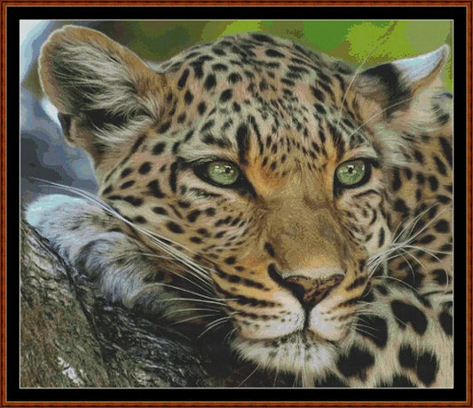 Faces Of The Cat - Leopard  