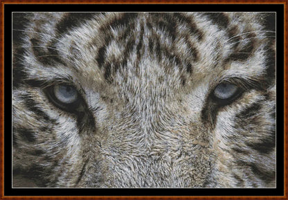 Eyes - White Tiger  