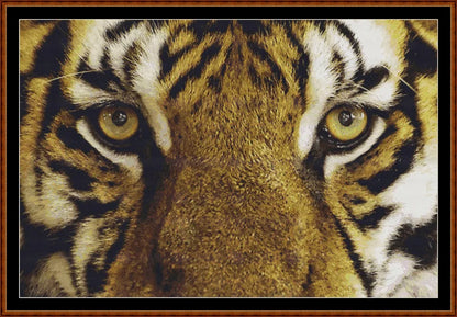 Eyes - Tiger  