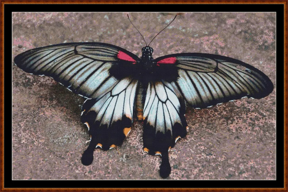 Little Wings - Asian Swallowtail Butterfly  
