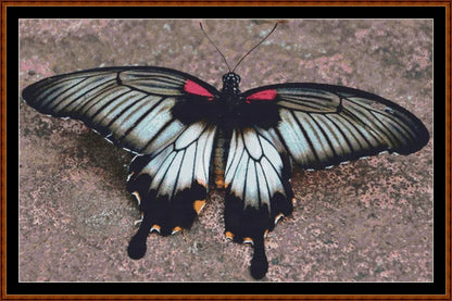 Little Wings - Asian Swallowtail Butterfly  