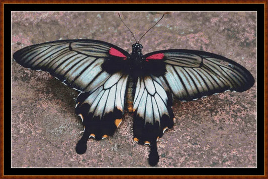 Little Wings - Asian Swallowtail Butterfly  