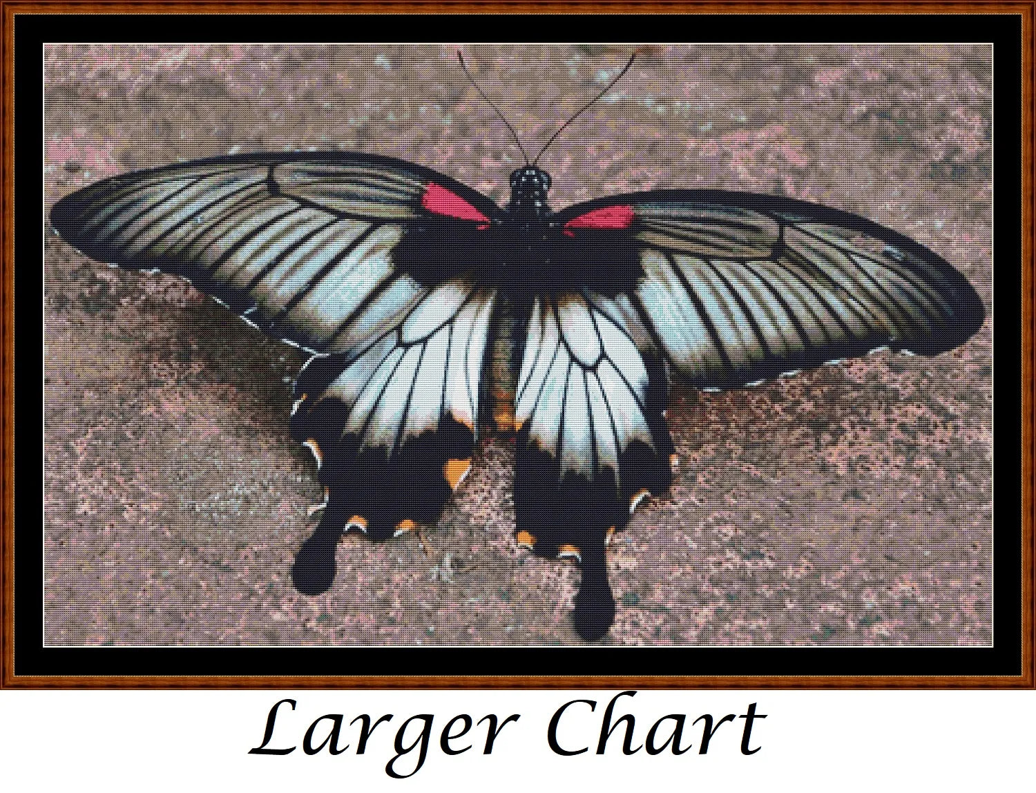 Little Wings - Asian Swallowtail Butterfly  