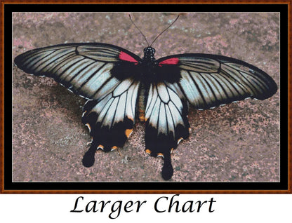 Little Wings - Asian Swallowtail Butterfly  