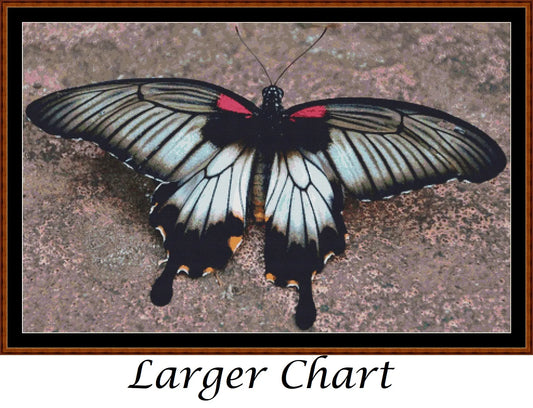 Little Wings - Asian Swallowtail Butterfly  