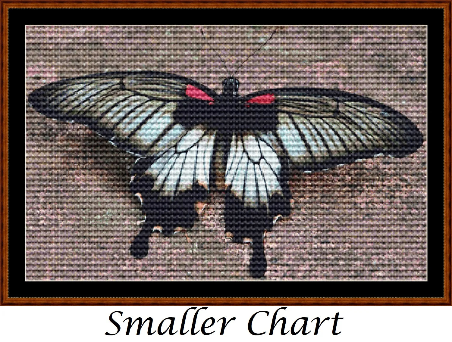 Little Wings - Asian Swallowtail Butterfly  