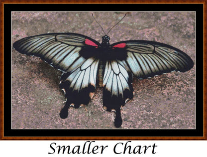 Little Wings - Asian Swallowtail Butterfly  