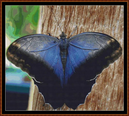 Little Wings - Cream Owl Butterfly  