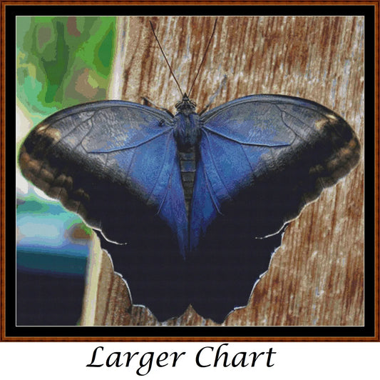 Little Wings - Cream Owl Butterfly  