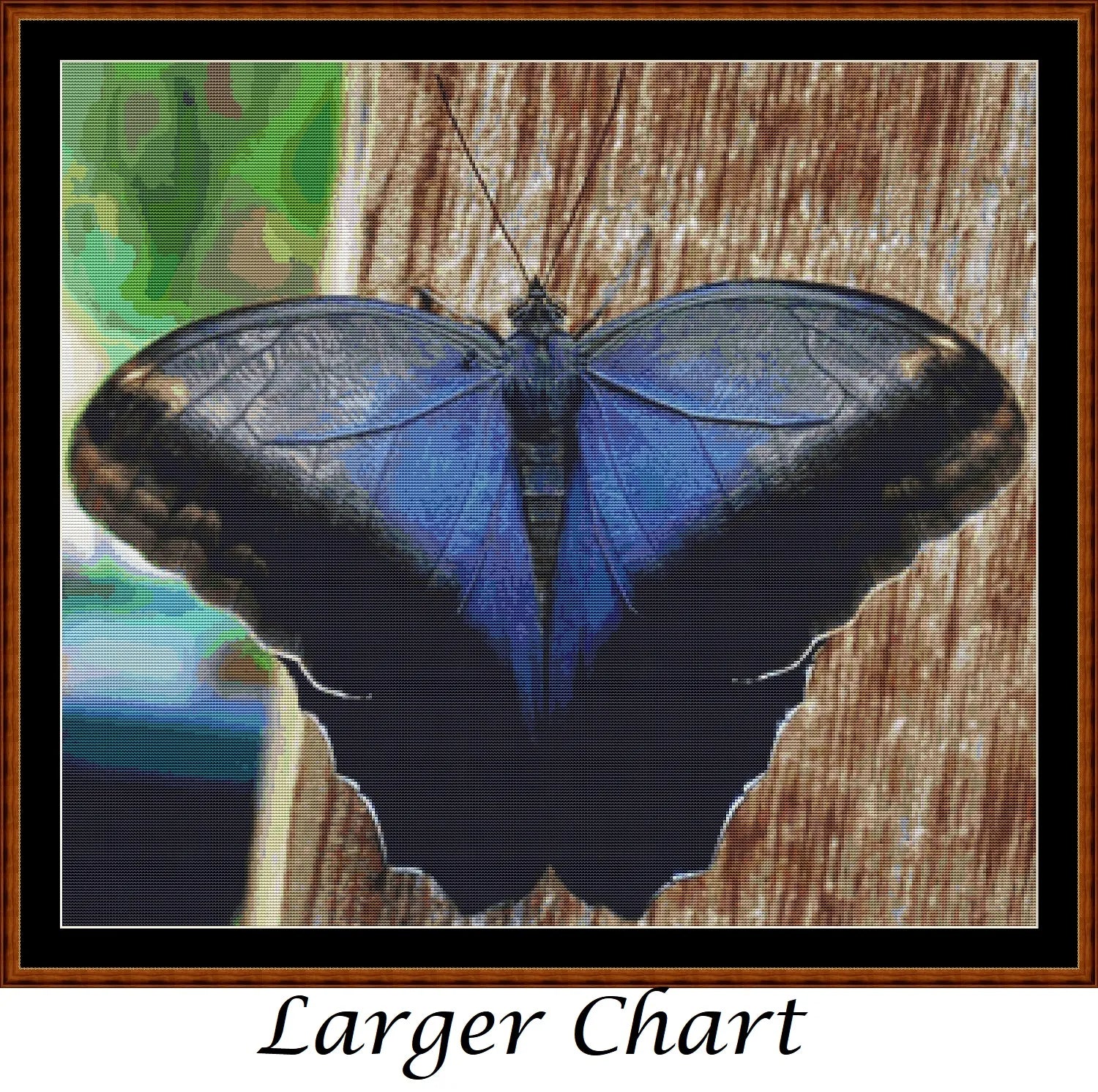 Little Wings - Cream Owl Butterfly  