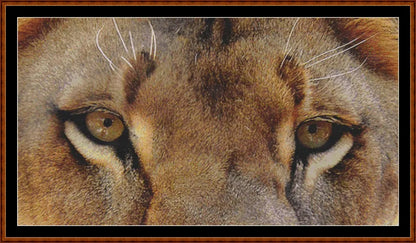 Lion Eyes   