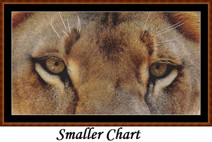 Lion Eyes   