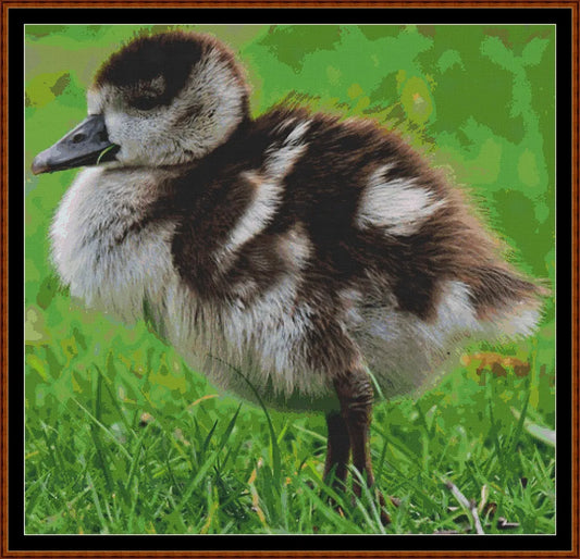 Baby Birds - Nile Goose  