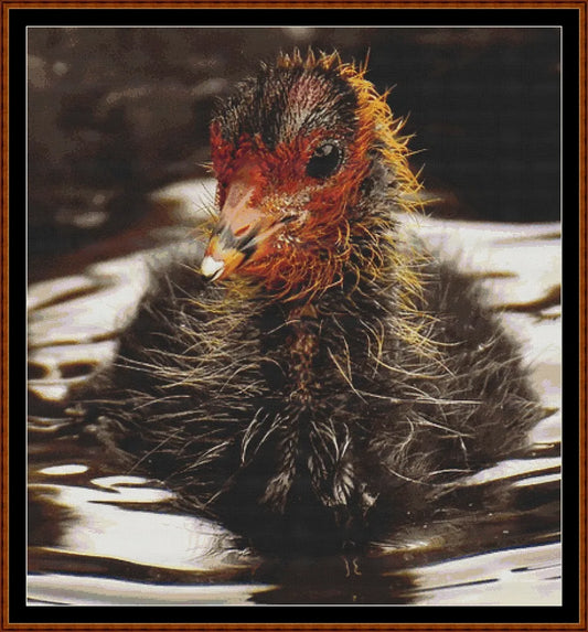 Baby Birds - Coot  