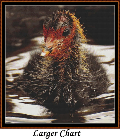 Baby Birds - Coot  