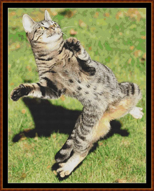Zumba Cat  