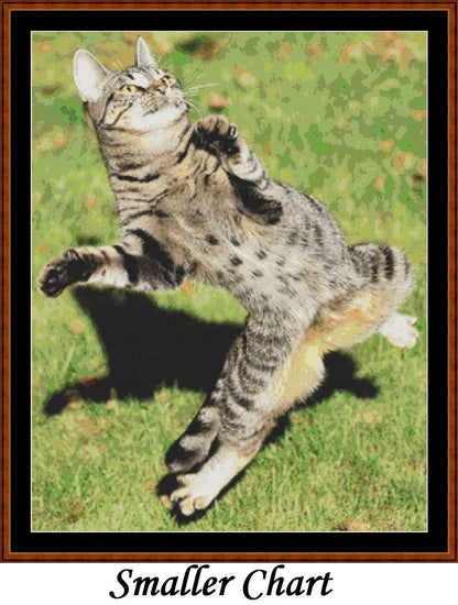 Zumba Cat  