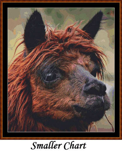 Alpaca  