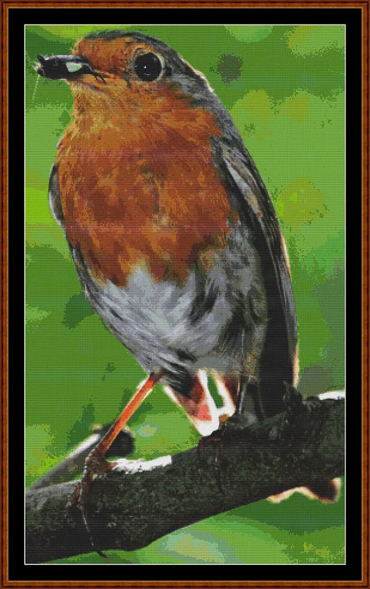 Garden Birds - Robin  