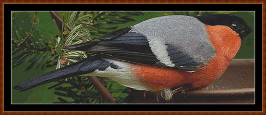 Garden Birds - Bullfinch  