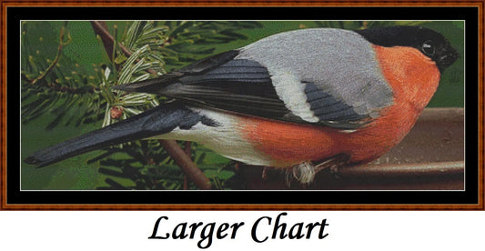 Garden Birds - Bullfinch  