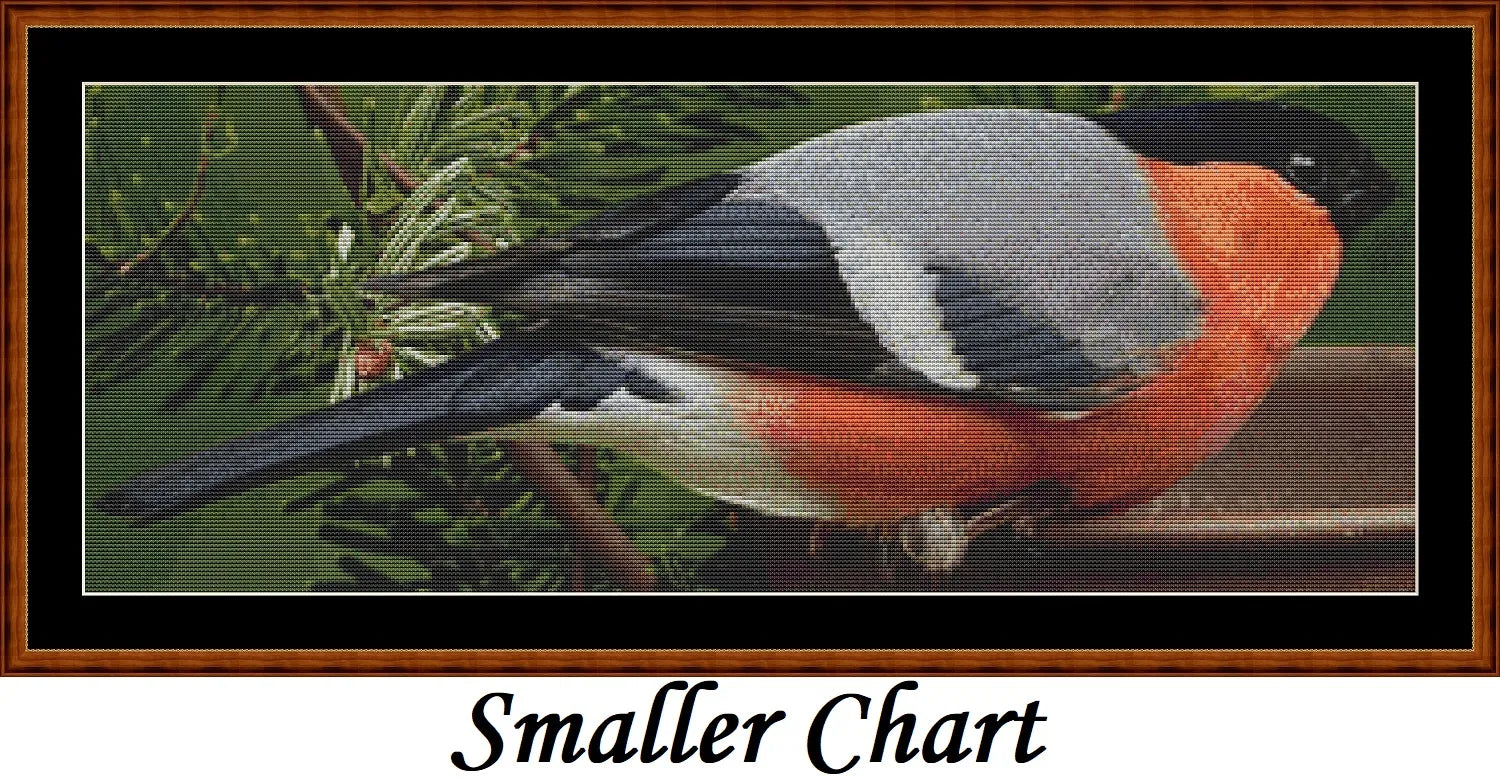 Garden Birds - Bullfinch  
