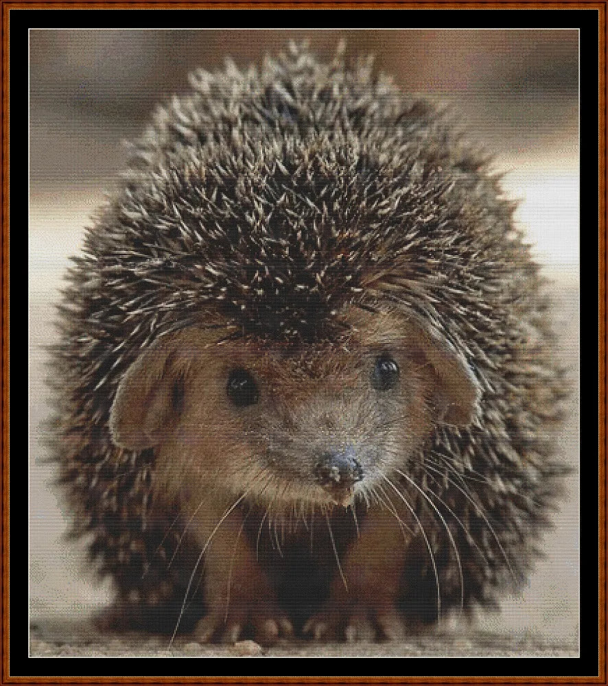 Looking At You - Hedgehog  