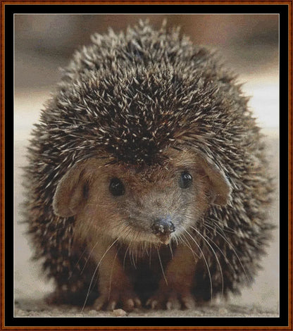 Looking At You - Hedgehog  