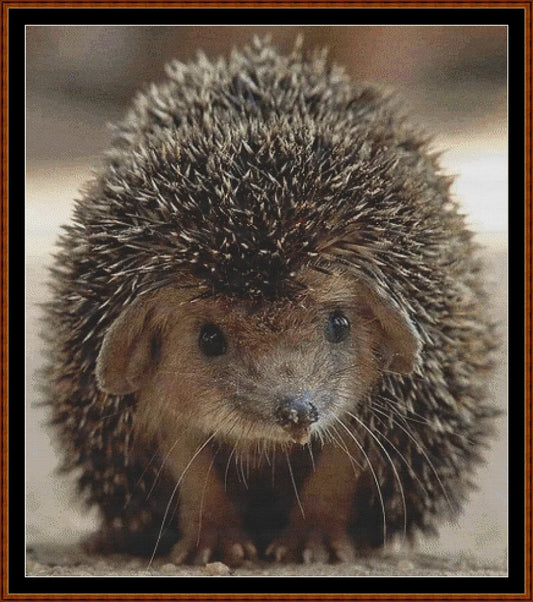 Looking At You - Hedgehog  