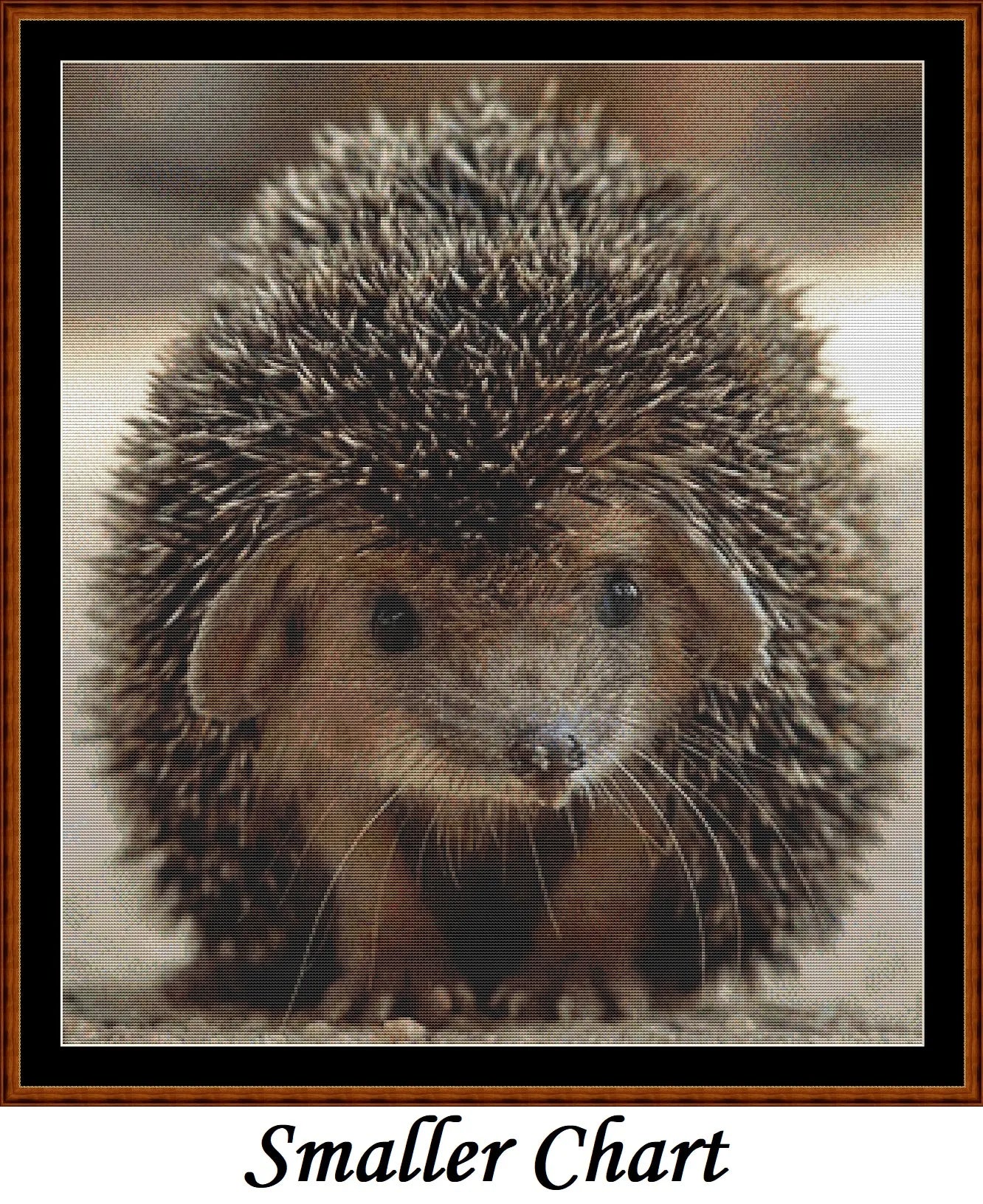 Looking At You - Hedgehog  