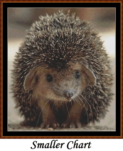 Looking At You - Hedgehog  
