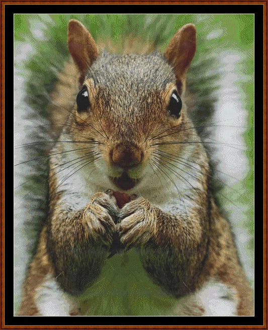 Looking At You - Squirrel  