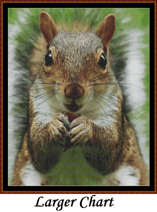 Looking At You - Squirrel  
