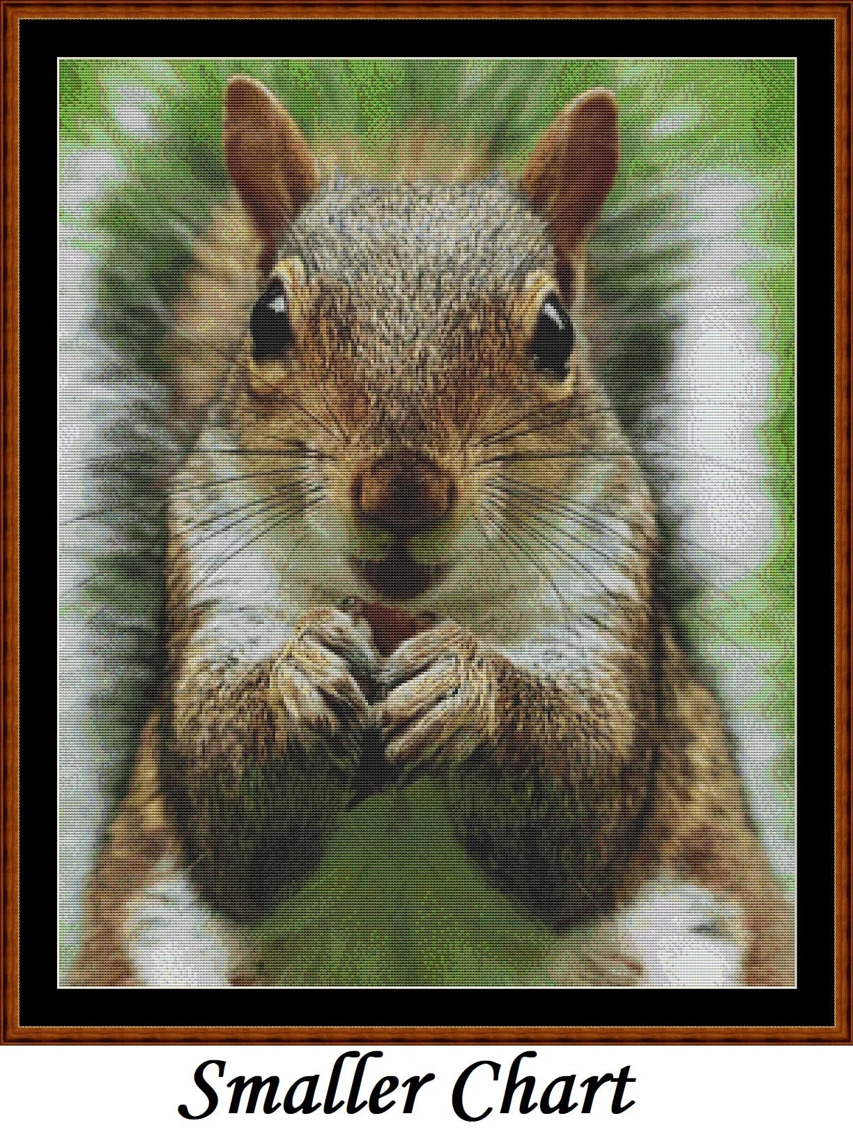 Looking At You - Squirrel  