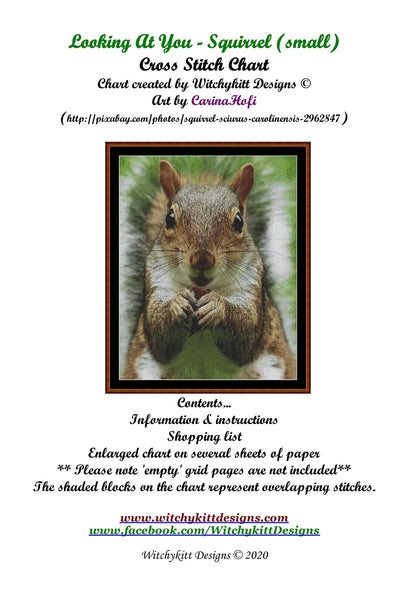Looking At You - Squirrel  