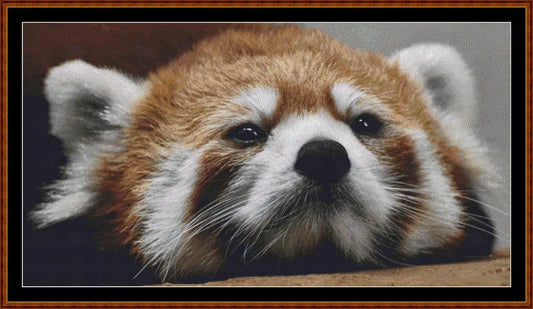 Looking At You - Red Panda  
