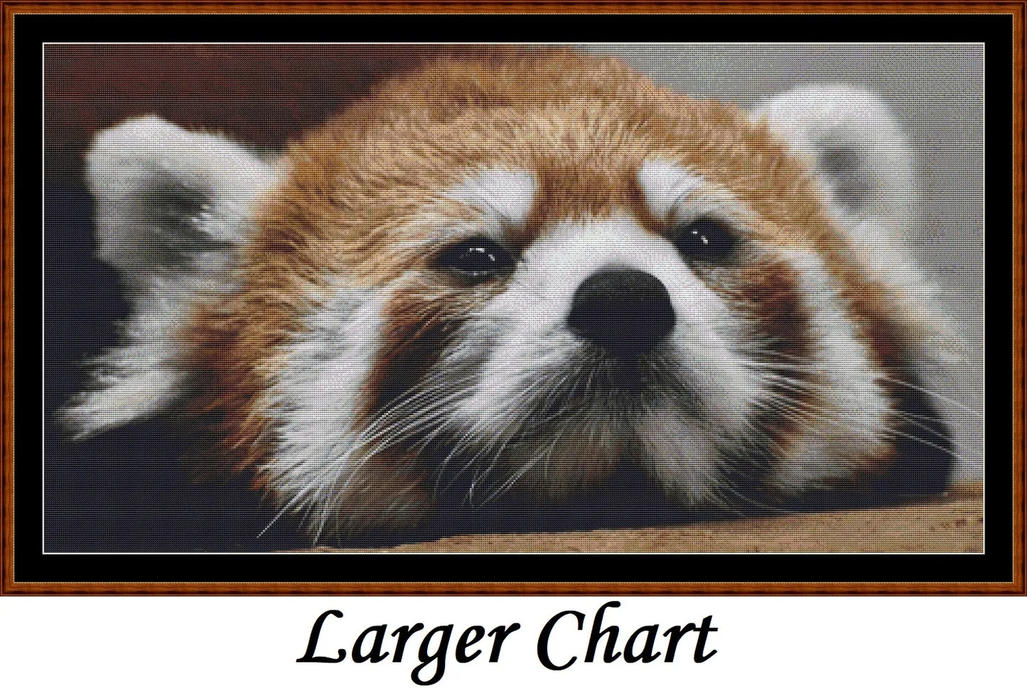 Looking At You - Red Panda  