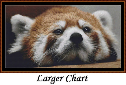 Looking At You - Red Panda  