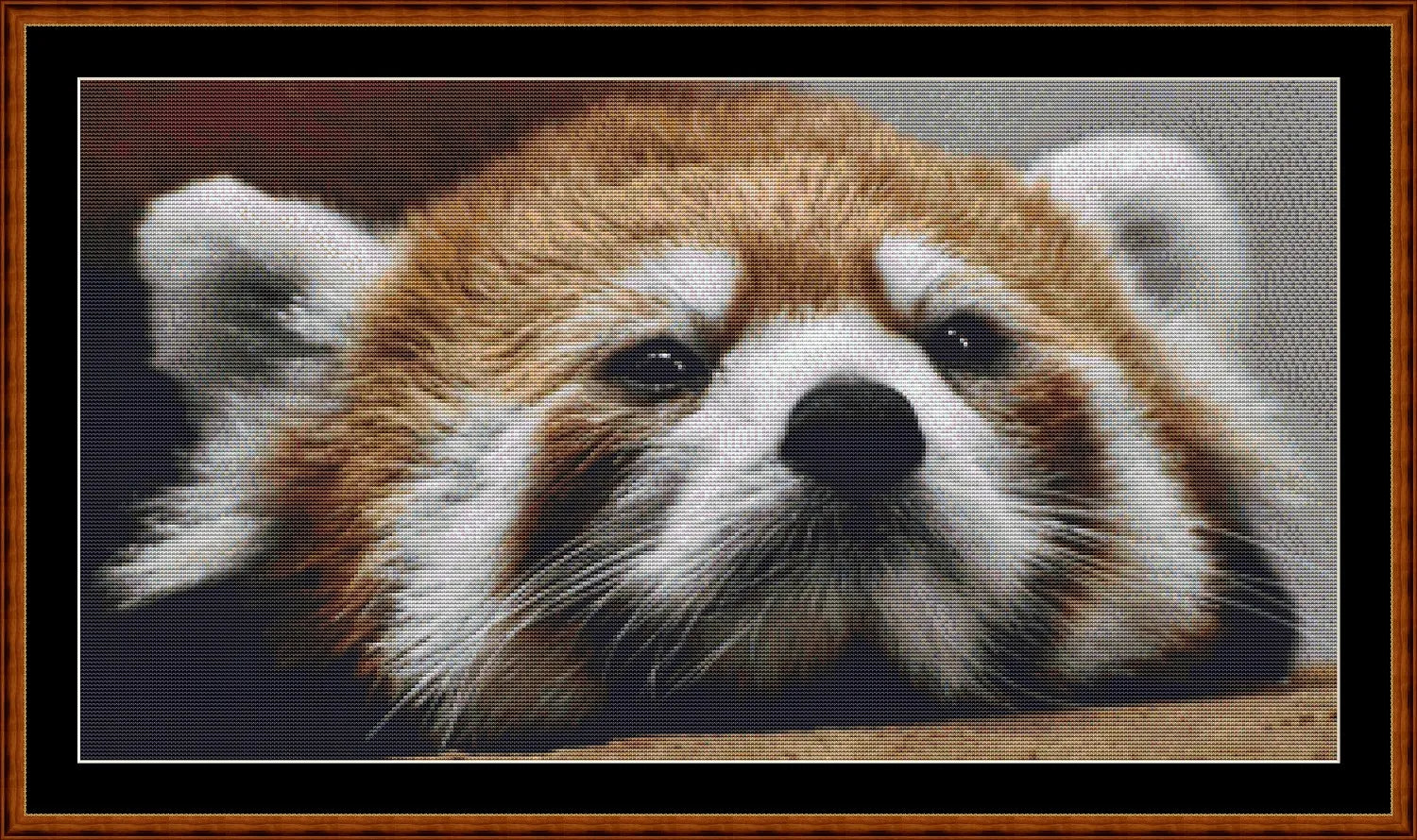 Looking At You - Red Panda  