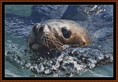 Looking At You - Sea Lion  